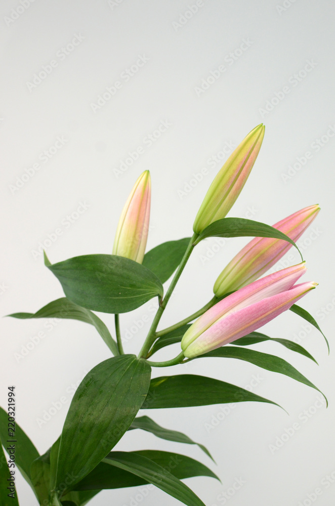 Pink Lily buds flower on a white isolated background with clipping path. Closeup. For design. Nature.