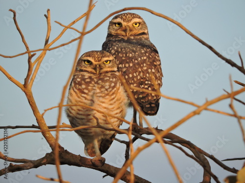 Coruja Buraqueira (Athene cunicularia) photo