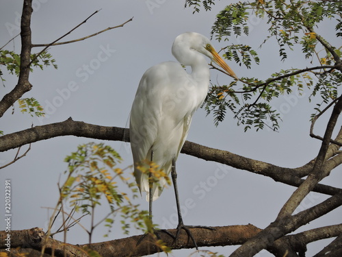 Slika na platnu Garça Branca Grande (Ardea alba)