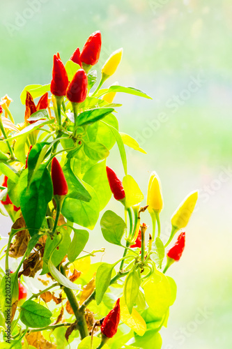 red and yellow chili peppers grow. small plant on blurry background photo