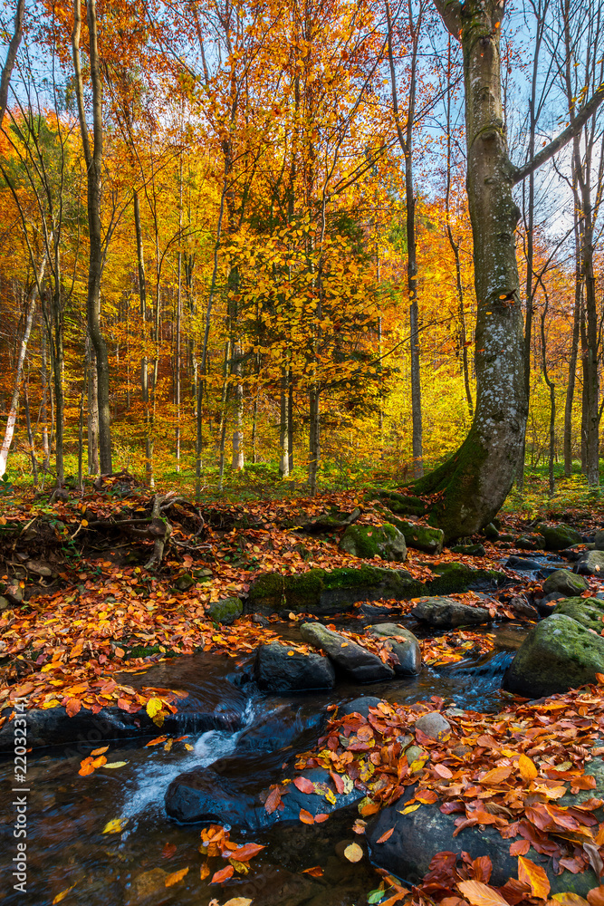 brook in autumn forest. beautiful nature scenery in fall colors brook in autumn forest. beautiful nature scenery in fall colors