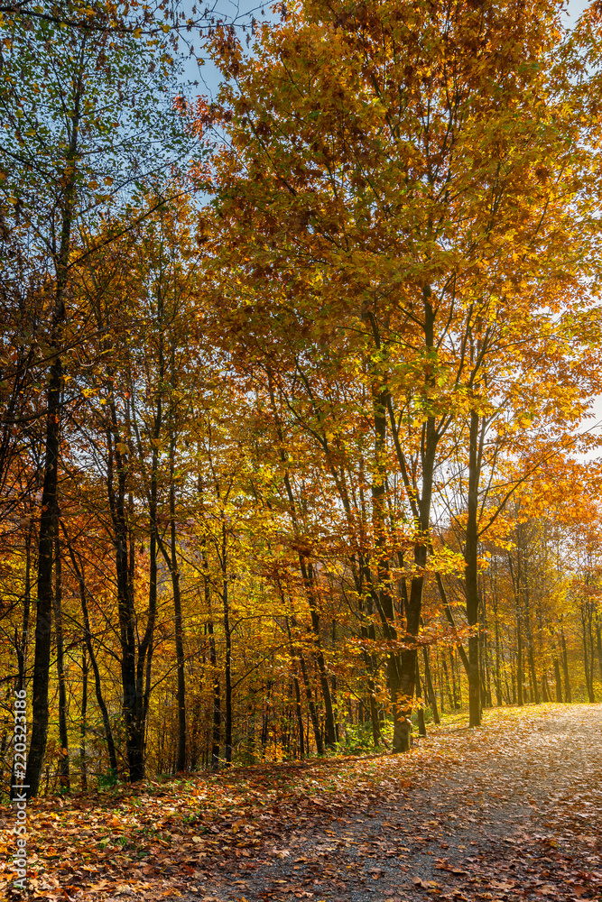Fototapeta premium road through forest in fall foliage. beautiful sunny background. nice place for a walk