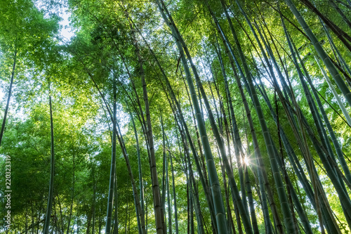 bamboo grove and sunshine