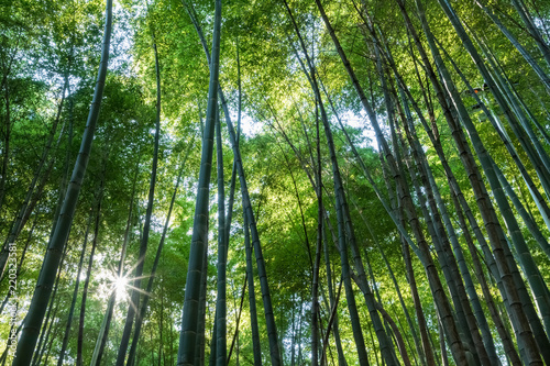 tranquil bamboo forest