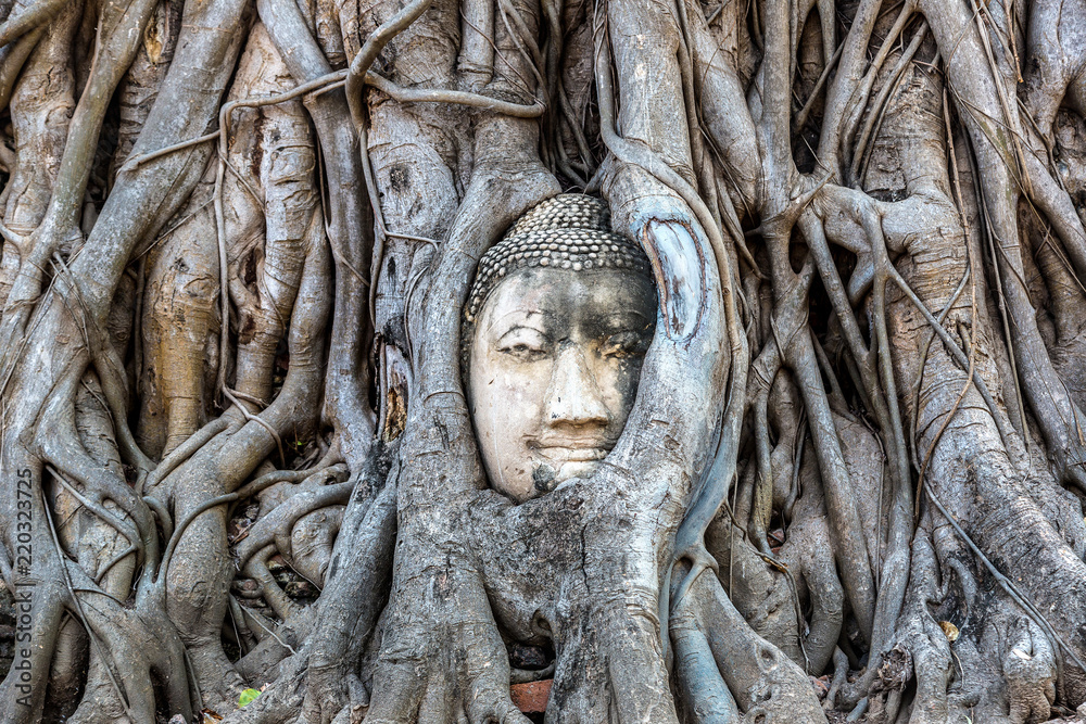 Ayutthaya Head of Buddha statue