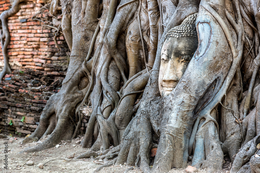 Ayutthaya Head of Buddha statue