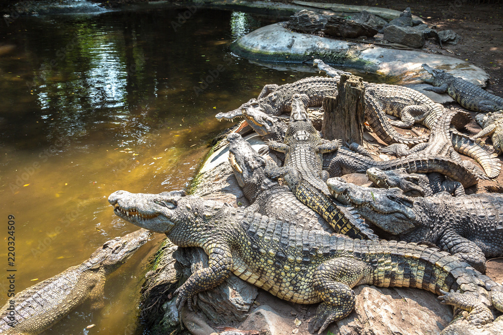 Crocodiles in Zoo in Bangkok Crocodiles in Zoo in Bangkok