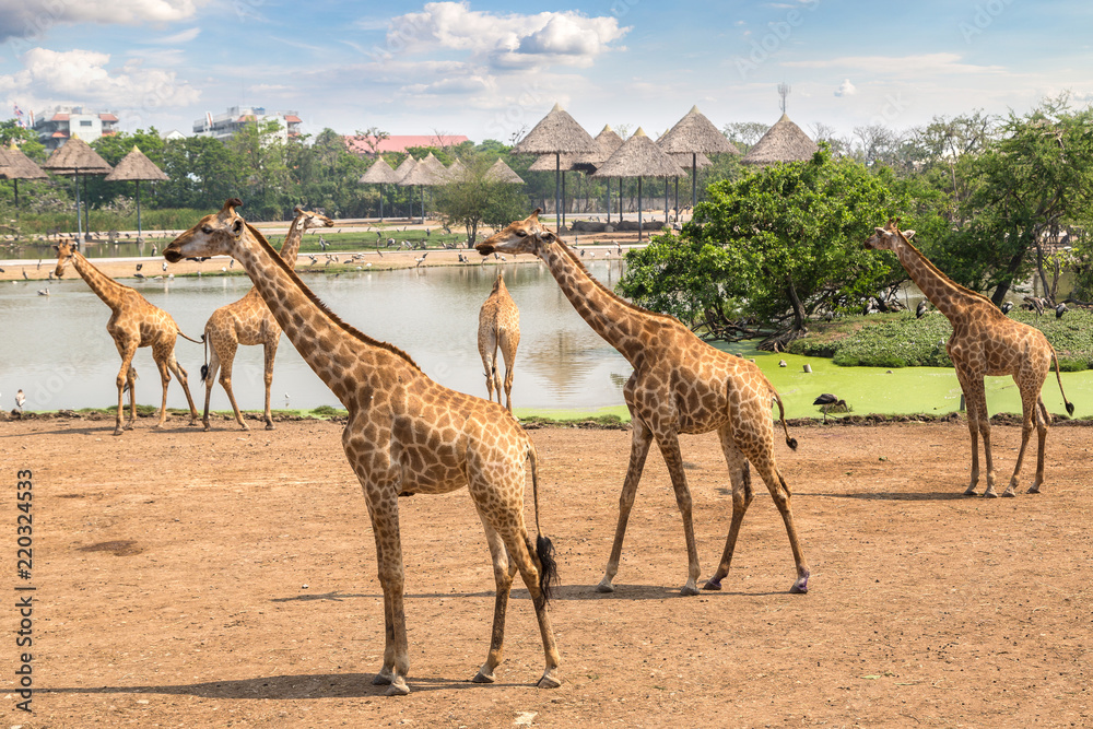 Fototapeta premium Giraffe in Zoo in Bangkok