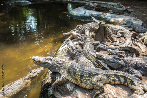 Crocodiles in Zoo in Bangkok