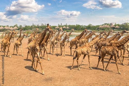 Canvas Print Giraffe in Zoo in Bangkok