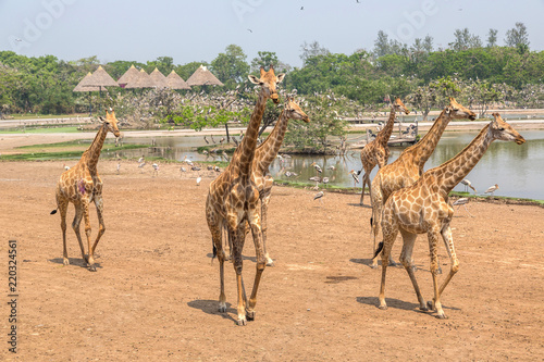 Giraffe in Zoo in Bangkok