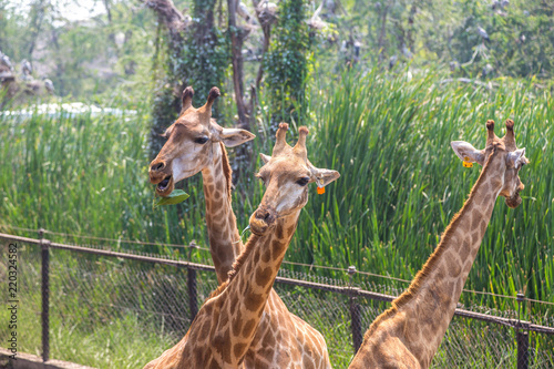 Giraffe in Zoo in Bangkok