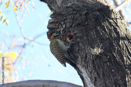 pajaro carpintero