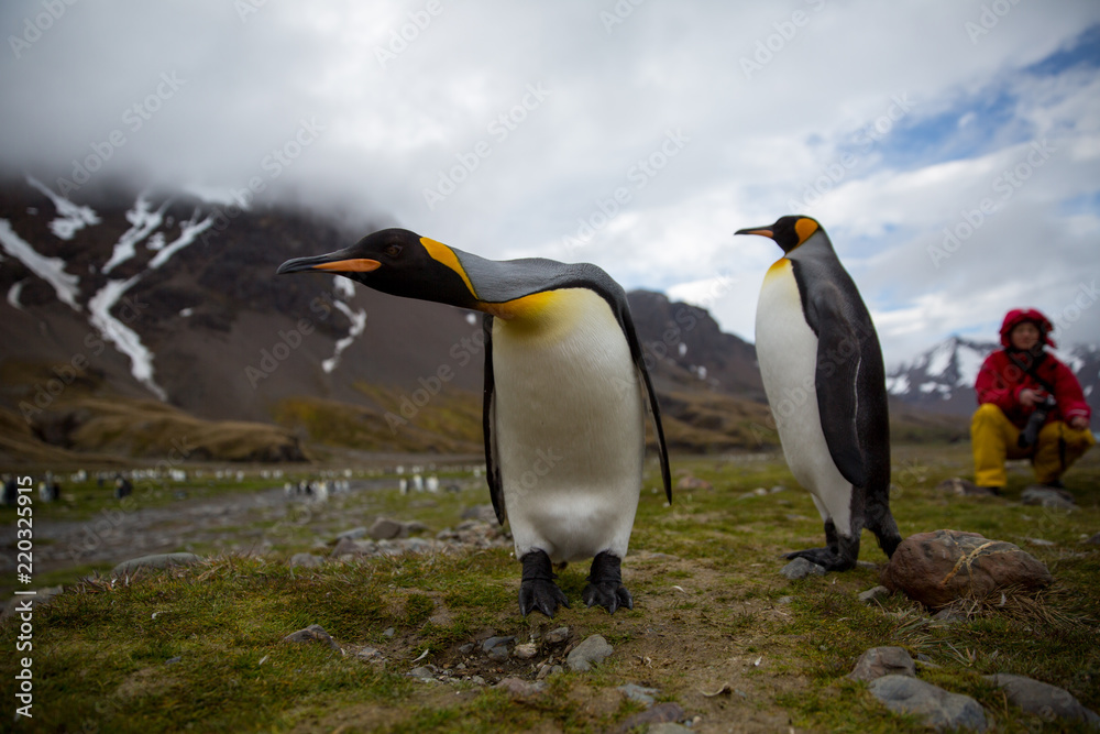 Fototapeta premium penguin in the arctic