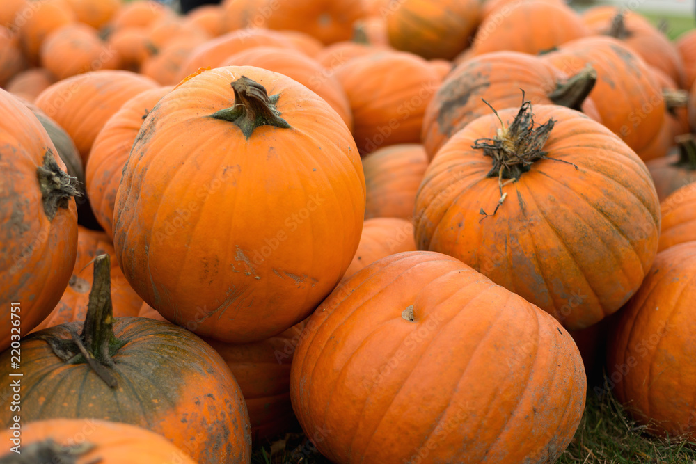 Harvest of big pumpkins on the field. October. Harvest of big pumpkins on the field. October.