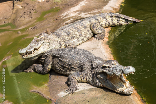 Crocodile zoo in Pattaya