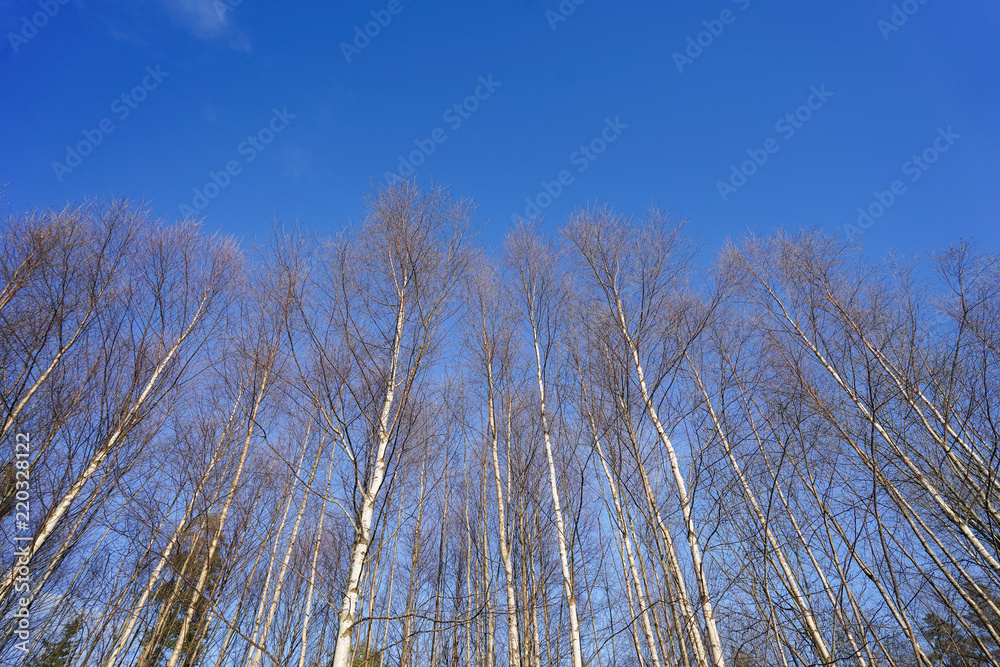 forest sky image forest sky image