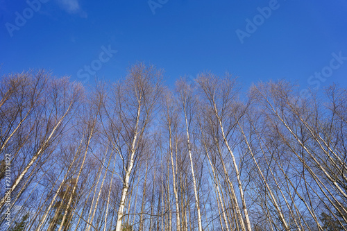 forest sky image