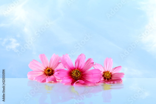 Wallpaper Mural pink flower in sky background for peace meditation spa health freedom nature concept background Torontodigital.ca