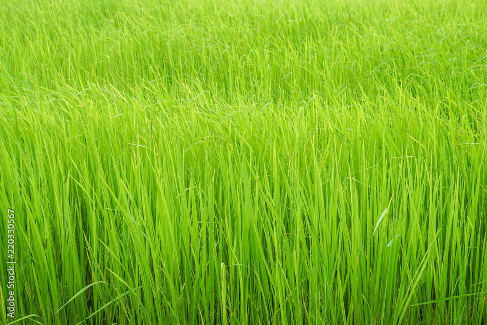 close up green rice grow in paddy farm in rainy season close up green rice grow in paddy farm in rainy season