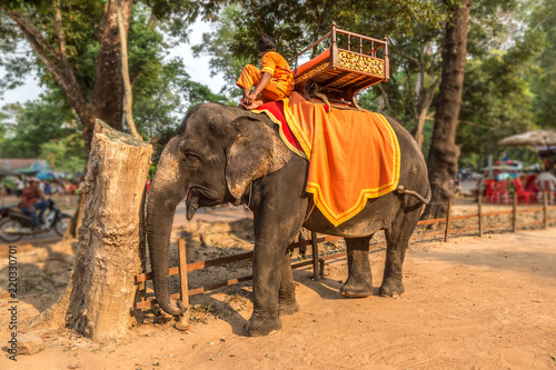 Elephant in Angkor Wat, Cambodia photo