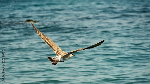 Seagulls is flying above the water of the Black Sea