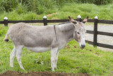 beautiful donkey grazing in the paddock (Equus africanus asinus)