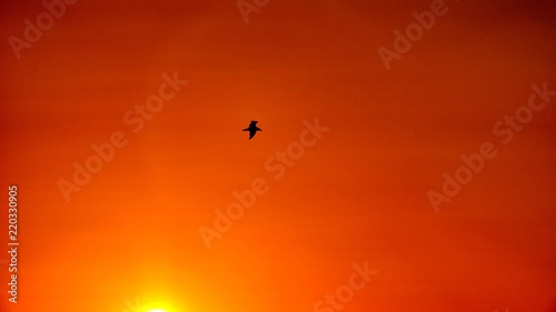 Seagulls is flying on nice sunset background