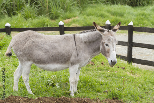 beautiful donkey grazing in the paddock (Equus africanus asinus) photo