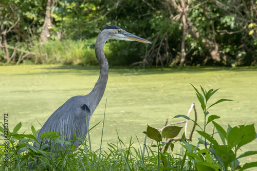 фотографія A large Great Blue Heron stands motionless by an algae-covered swamp while waiting for it's next meal