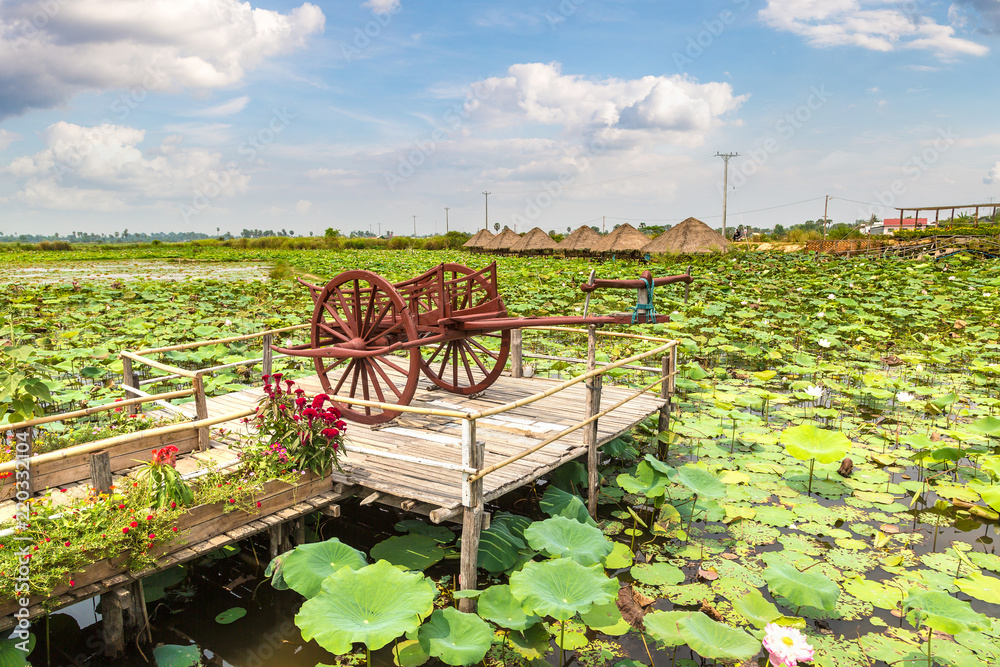 Lotus farm in Cambodia