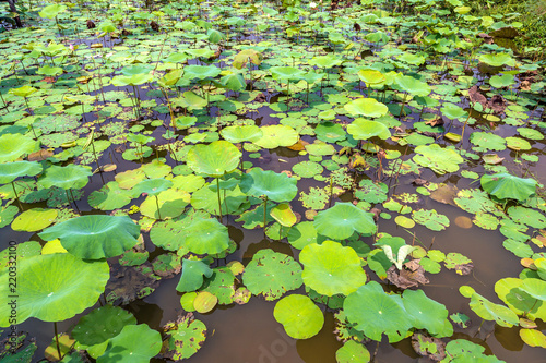 Lotus farm in Cambodia © Sergii Figurnyi