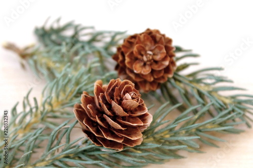 Pine cones on branches, selective focus.