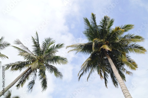 the coconut trees against the sky © mohdbakri