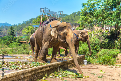 Farm of elephants, Vietnam