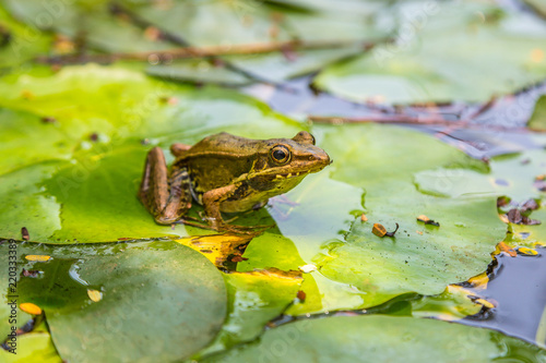 Frog on the lily leaf