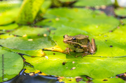 Frog on the lily leaf