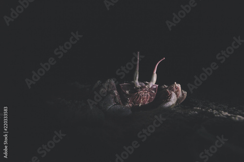 Bilde på lerret crab