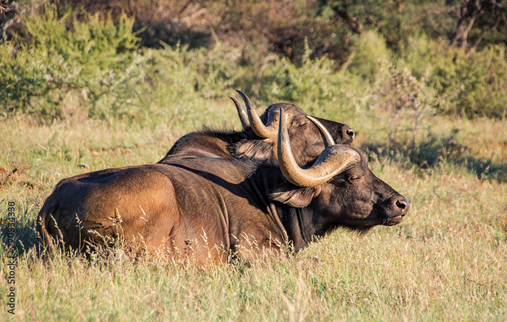 Obraz premium African Buffalos Lying Down