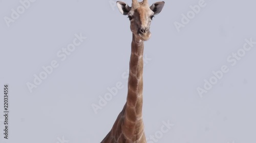 Closeup, giraffe head with high to low tilt down body in Etosha, Namibia