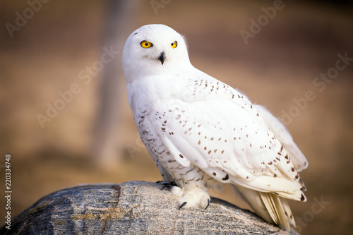 Snowy Owl © emranashraf