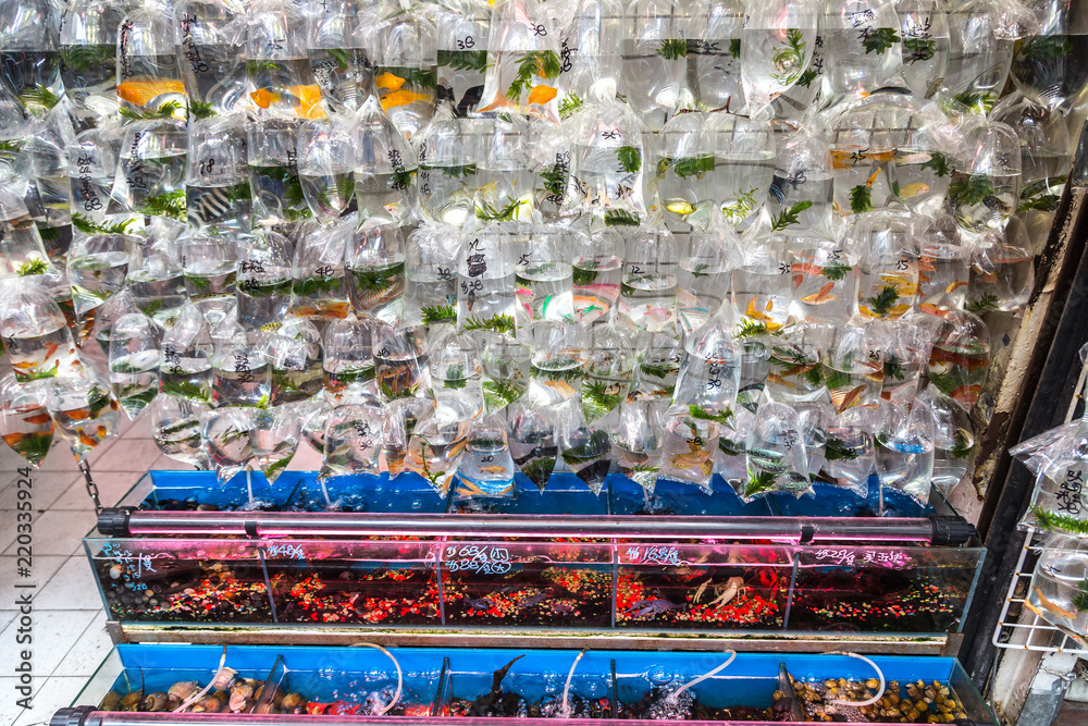Goldfish market in Hong Kong