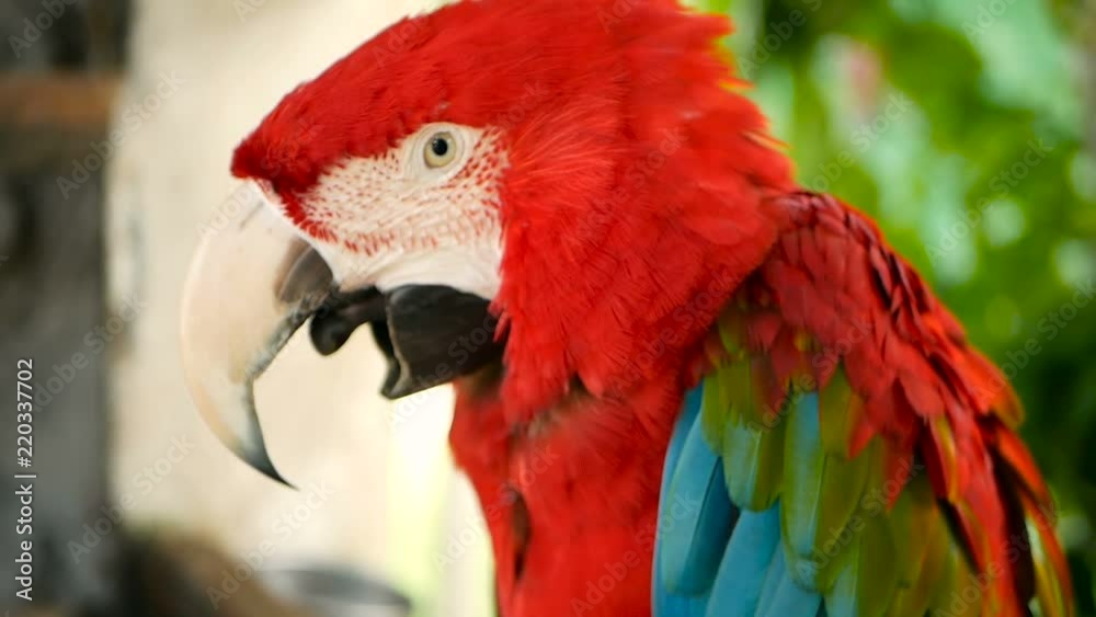 Close up of Red Amazon Scarlet Macaw parrot or Ara macao, in tropical jungle forest. Wildlife Colorful selective focus portrait of bird with vibrant feathers from exotic nature. Close up of Red Amazon Scarlet Macaw parrot or Ara macao, in tropical jungle forest. Wildlife Colorful selective focus portrait of bird with vibrant feathers from exotic nature.