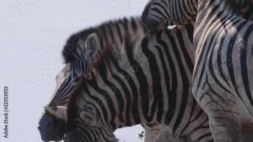 Friendly zebras nuzzling each other at Etosha National Park waterhole, winter day