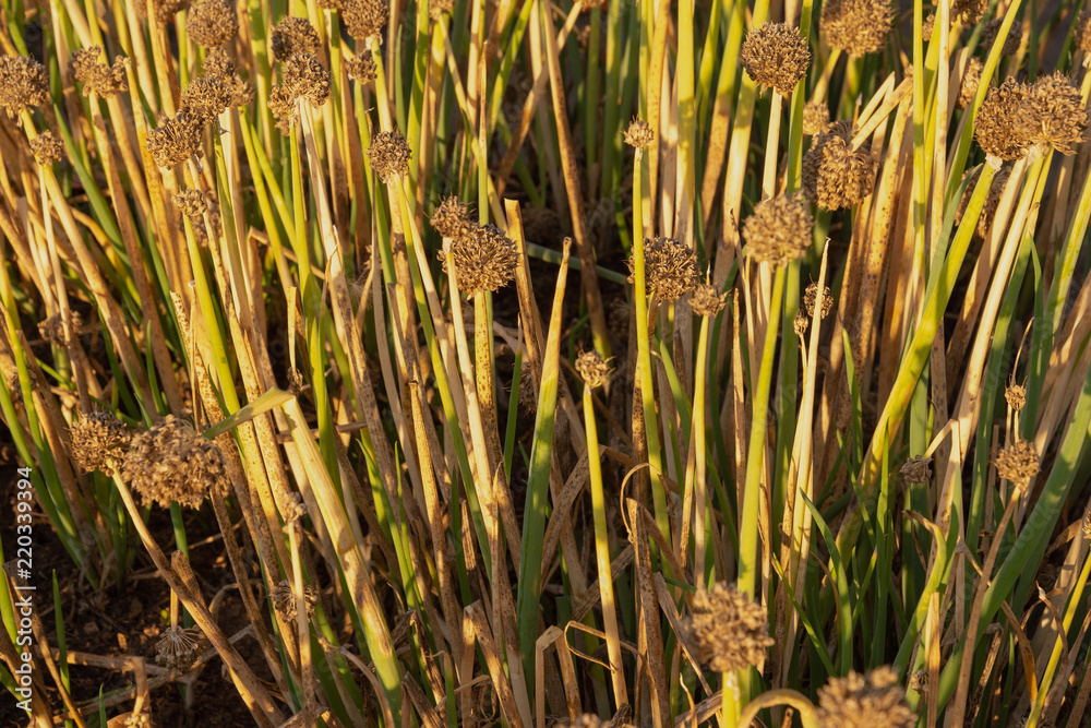 Obraz premium Dry leaves of onions after drought. Ripe onions in the garden.