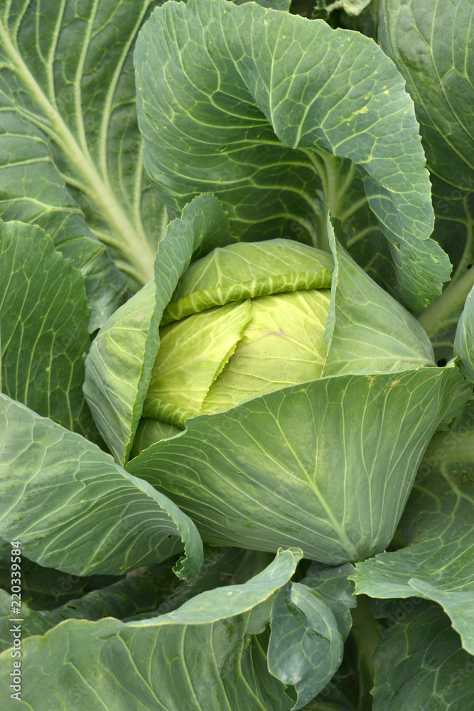 Fototapeta premium Cabbage in the garden