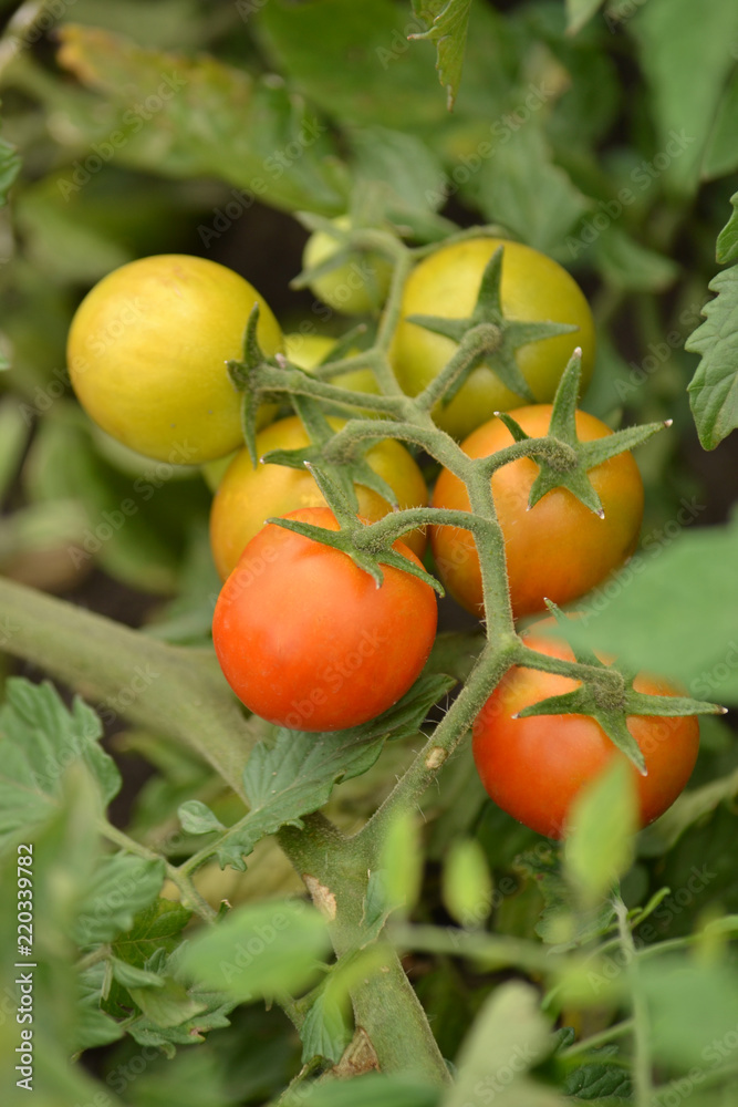 Ripening tomato on a bush in the garden from green to red.