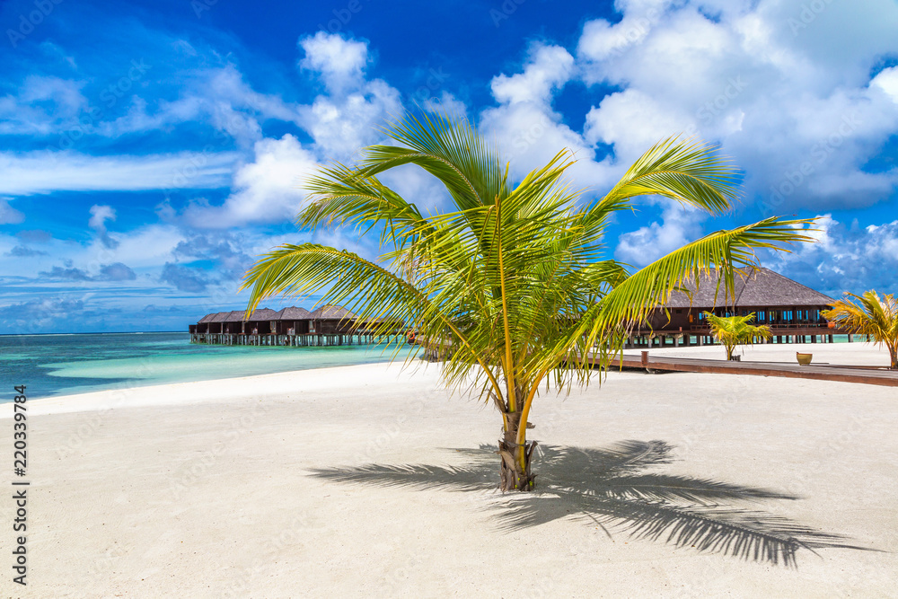 Fototapeta premium Palm tree in the Maldives