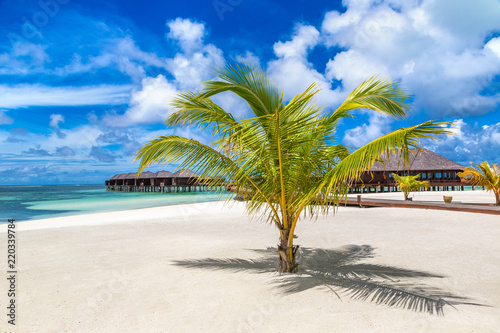 Fototapeta Naklejka Na Ścianę i Meble -  Palm tree in the Maldives