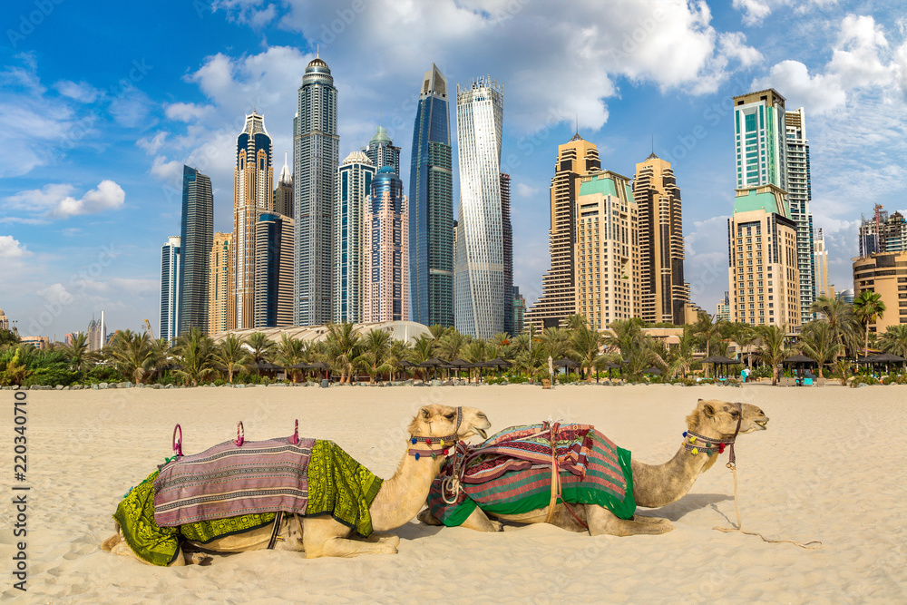 Fototapeta premium Wielbłąd przed Dubai Marina